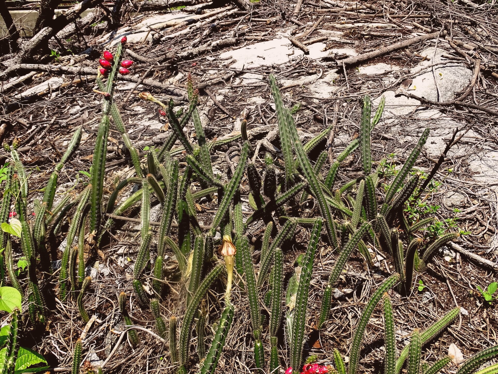 File photo showing the Golden Harbour in South Sharon, Tonga. Taken 2023-02-04 by Denise Carey for Smith Press.