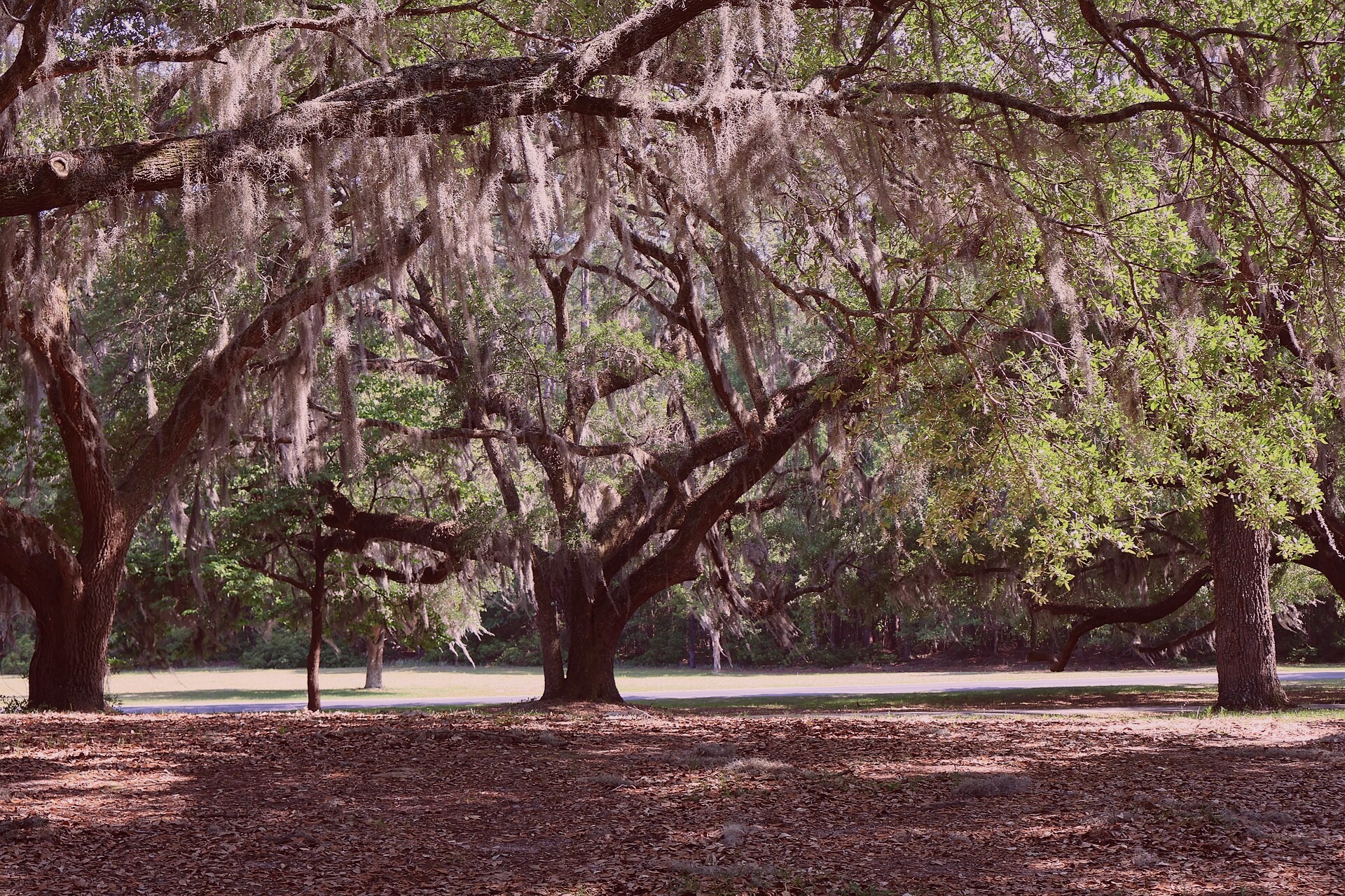 A sunlit scene near the Moore Bridge in East Elizabeth. Captured by Raymond Rose on 2023-10-12.