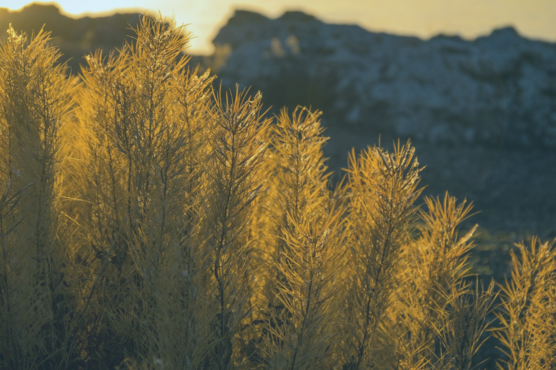 A golden-hour scene near the Wright Cathedral in East Margaretstad. Captured by Robert Knight on 2022-12-15.
