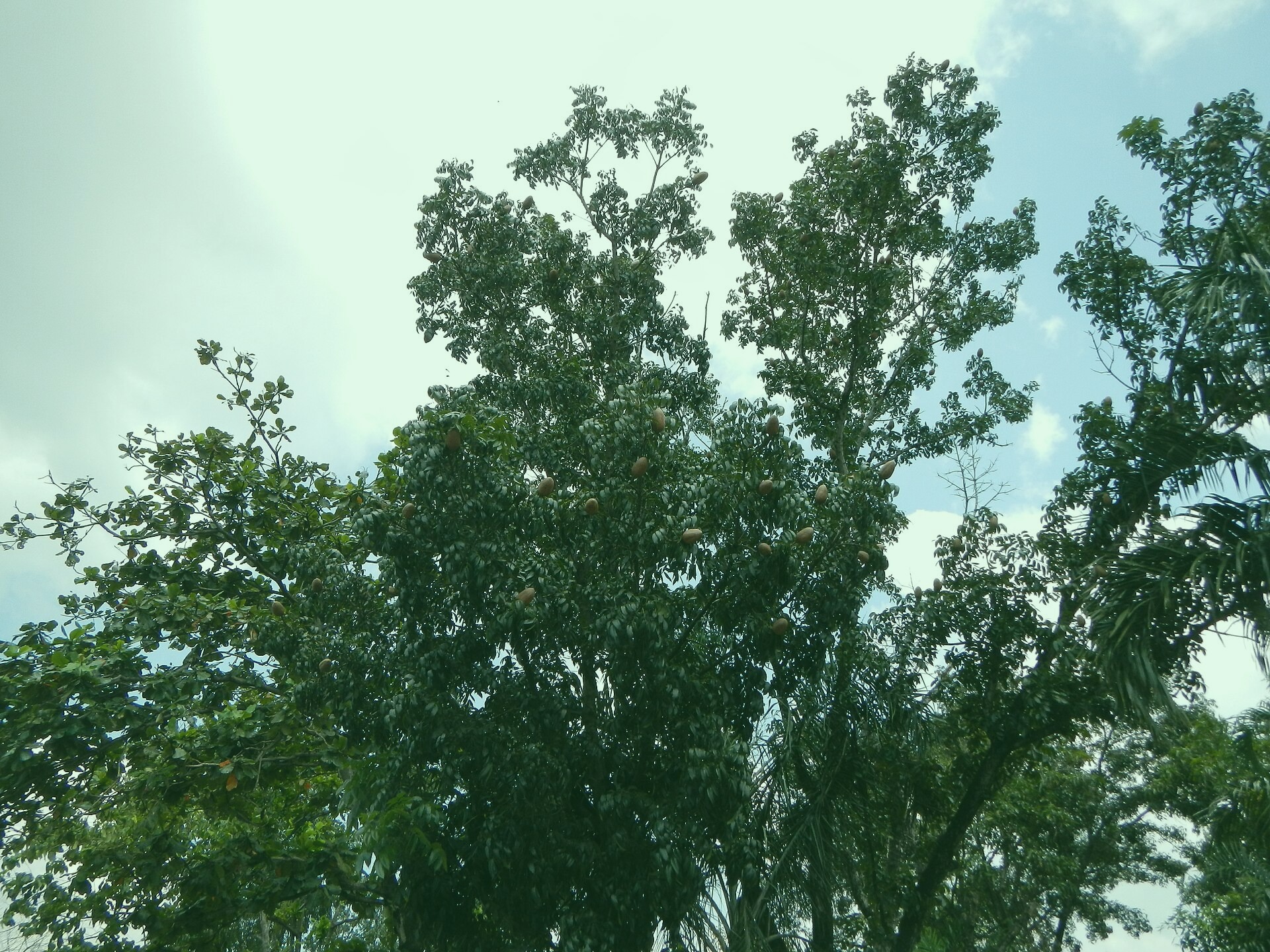 A panoramic scene near the Sanders Cathedral in Colemanmouth. Captured by Randall Delgado on 2024-06-29.
